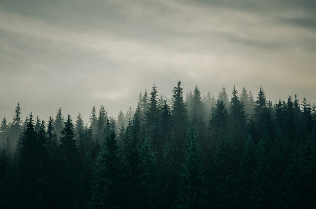 mysterious fog in forest